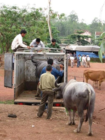 Sôi động chợ trâu bò Nam Nghĩa ảnh 7