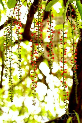 Lộc vừng già hồ Gươm lại trổ hoa ảnh 8