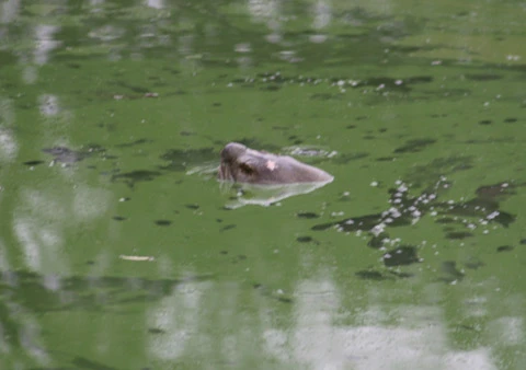 Cụ rùa Hồ Gươm lần thứ 3 nổi "khai xuân" Canh Dần ảnh 3