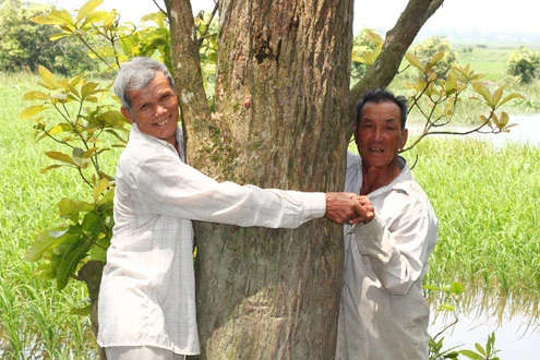 Rừng lộc vừng 500 tuổi ở Huế ảnh 2