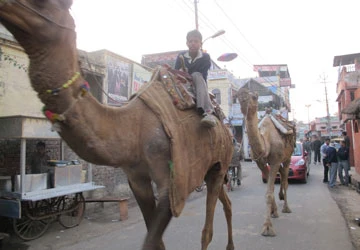 Khám phá giao thông Ấn Độ - Bài 2: Phương tiện vận chuyển nhân dân ảnh 2