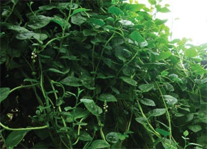 Canh chua mồng tơi ảnh 2