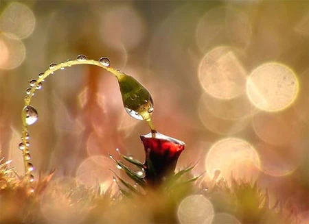 Ấn tượng về sự tinh khiết qua bộ ảnh chụp sương sớm ảnh 9