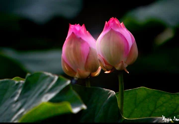 Triển lãm ảnh gây quỹ từ thiện ảnh 1