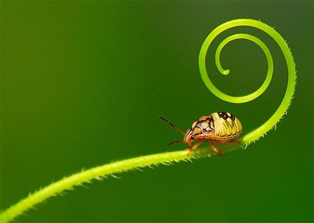 Những bức ảnh số xuất sắc năm 2009 ảnh 3