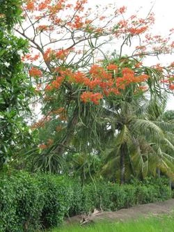 Nơi ấy quê nhà: Phượng vĩ ảnh 2