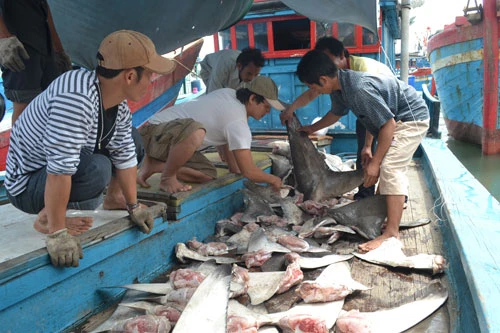 Một tàu cá Quảng Ngãi săn được 40 con cá mập ảnh 6