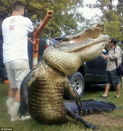 Chàng sinh viên câu được cá sấu khổng lồ ảnh 1