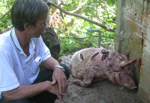 Thảm sát tại chuồng heo ảnh 1