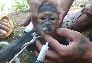 Tôi không giết voọc mà chỉ chụp ảnh(!?) ảnh 1