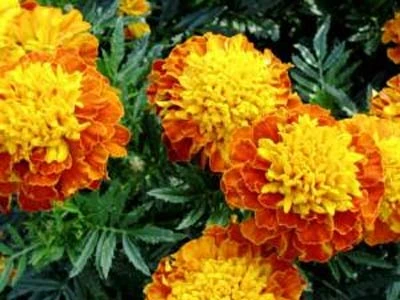 4 loại cây dễ trồng khiến muỗi “kinh sợ” ảnh 3