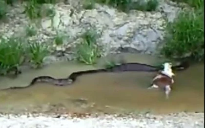 Trăn nuốt rồi nôn ra cả một con bò ảnh 7