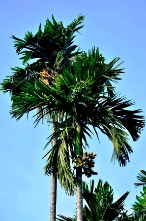 Bảng giá đất huyện Hóc Môn TP HCM năm 2012 ảnh 1