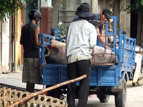 Heo bệnh bị “tống cổ” ra đầy đường ảnh 2 Heo bệnh bị “tống cổ” ra đầy đường ảnh 2