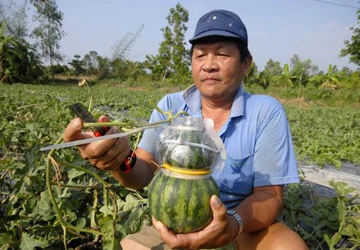 Kiểu dáng trái cây: Mất độc quyền vì lộ ảnh 1