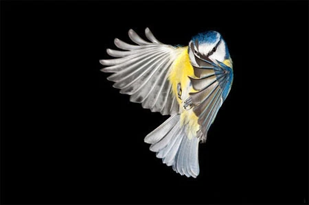 Thời gian ngưng đọng qua ảnh chụp tốc độ cao ảnh 20 Thời gian ngưng đọng qua ảnh chụp tốc độ cao ảnh 20