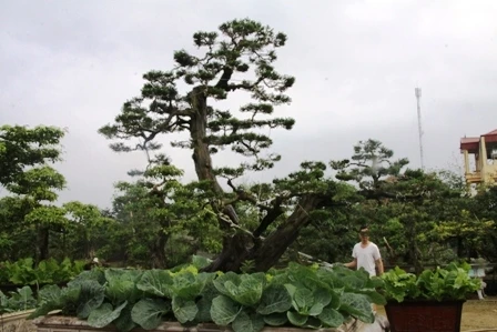 Vỡ trận “siêu cây triệu đô”, đại gia đi nuôi vịt ảnh 3