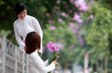 Bằng lăng tím vẫy gọi hè ảnh 12