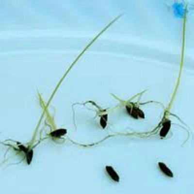 Chính thức công bố nghiên cứu về “hạt thóc 3.000 năm” ảnh 1