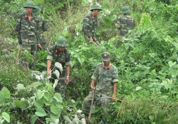 Úc giúp Đà Nẵng diệt “đại họa” bìm bìm ảnh 1