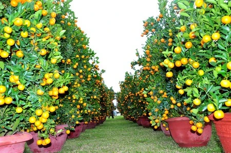 Mai “khủng” giá 150 triệu đồng ảnh 5