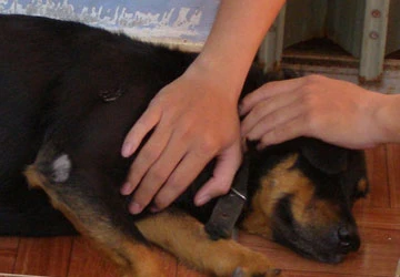 Thú chết, làm khổ chủ nuôi ảnh 1