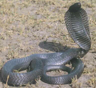 Suýt mất mạng vì nuốt mật rắn hổ mang bành ảnh 1