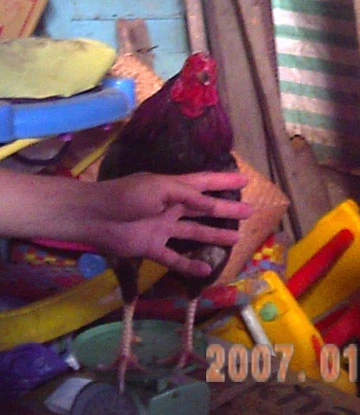 Cờ bạc lộng hành tại Bình Thạnh, TP.HCM - bài 3: Trường gà lộ thiên ảnh 2