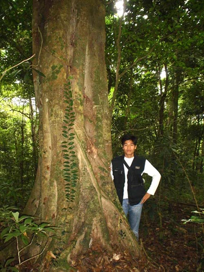 Công dụng kỳ diệu của củ nấm đắt bằng cục vàng- Kỳ 2: Chữa ung thư? ảnh 5