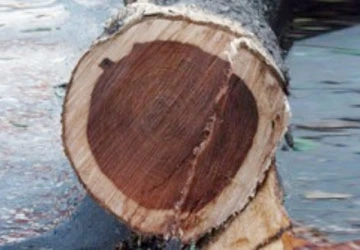 Vì sao cây sưa đỏ có giá trị cao ảnh 1