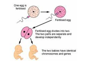 Gia tộc 10 đời sinh đôi ảnh 3
