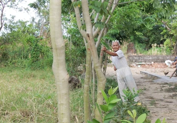 Miền Trung lại sốt “săn” gỗ huỳnh đàn ảnh 1 Miền Trung lại sốt “săn” gỗ huỳnh đàn ảnh 1