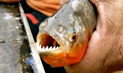 Những kẻ ăn thịt người đáng sợ nhất ảnh 4 Những kẻ ăn thịt người đáng sợ nhất ảnh 4