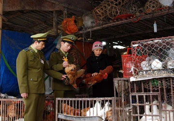 100% mẫu gà thải loại đều tồn dư kháng sinh ảnh 1