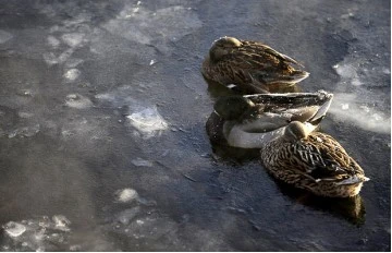 Những hình ảnh ấn tượng về mùa đông châu Âu ảnh 6