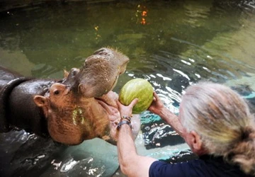 Hà mã già nhất thế giới qua đời ảnh 1