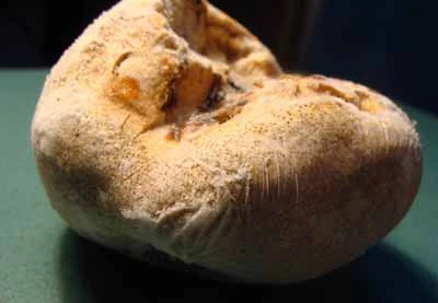 Huyền thoại về loài nấm đắt bằng vàng ròng ở Việt Nam ảnh 2