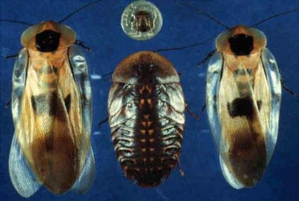 Cận cảnh những "hóa thạch sống" ảnh 9