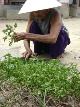 Bí quyết trường thọ của cụ bà 120 tuổi ở Huế ảnh 5 Bí quyết trường thọ của cụ bà 120 tuổi ở Huế ảnh 5