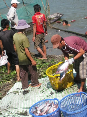 Miệt Hậu Giang: Những nẻo đường xuân ảnh 12