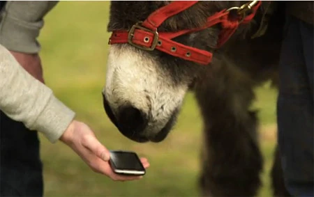 Google dịch tiếng kêu của động vật sang tiếng Anh ảnh 1