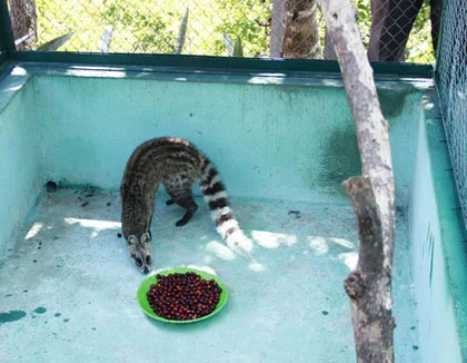 Cận cảnh chồn thải ra cà phê 20 triệu/kg ảnh 2