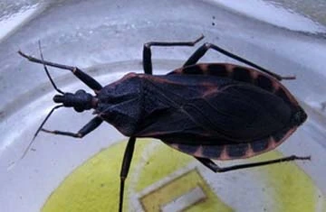 Không có chuyện bọ xít hút máu người truyền dịch ảnh 1