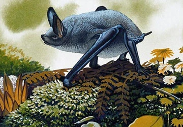 13 loài thú có vú hiếm và lạ ảnh 2 13 loài thú có vú hiếm và lạ ảnh 2