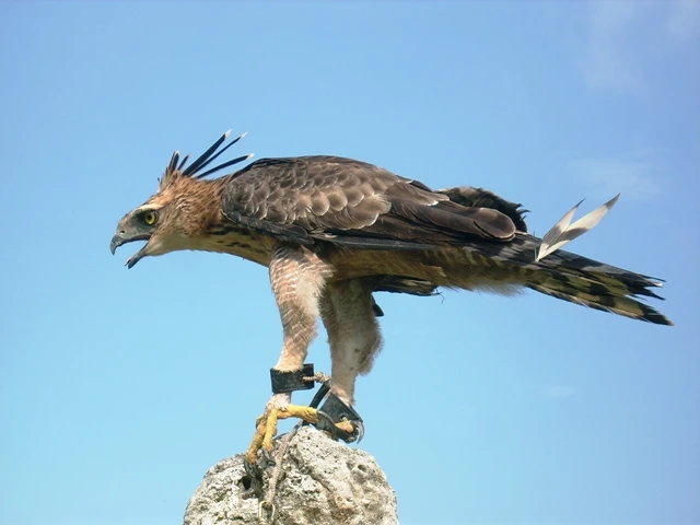 Bắt được chim lạ, nghi là đại bàng núi ảnh 3