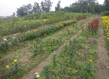 Người trồng hoa Tết khóc vì mất mùa ảnh 5