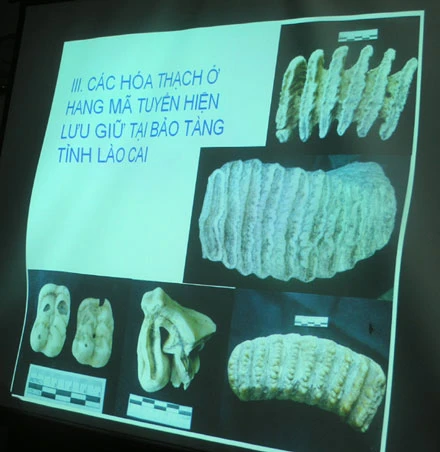 Lào Cai: Phát hiện 35 hiện vật hoá thạch 50.000 - 70.000 năm tuổi ảnh 1