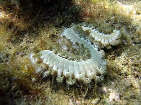 “Thống kê sự sống đại dương” ảnh 6 “Thống kê sự sống đại dương” ảnh 6