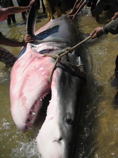 Phú Yên: Bắt được cá mập dài 5m ảnh 3