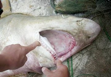 Bắt được cá mập cắn người tại bờ biển Quy Nhơn ảnh 1